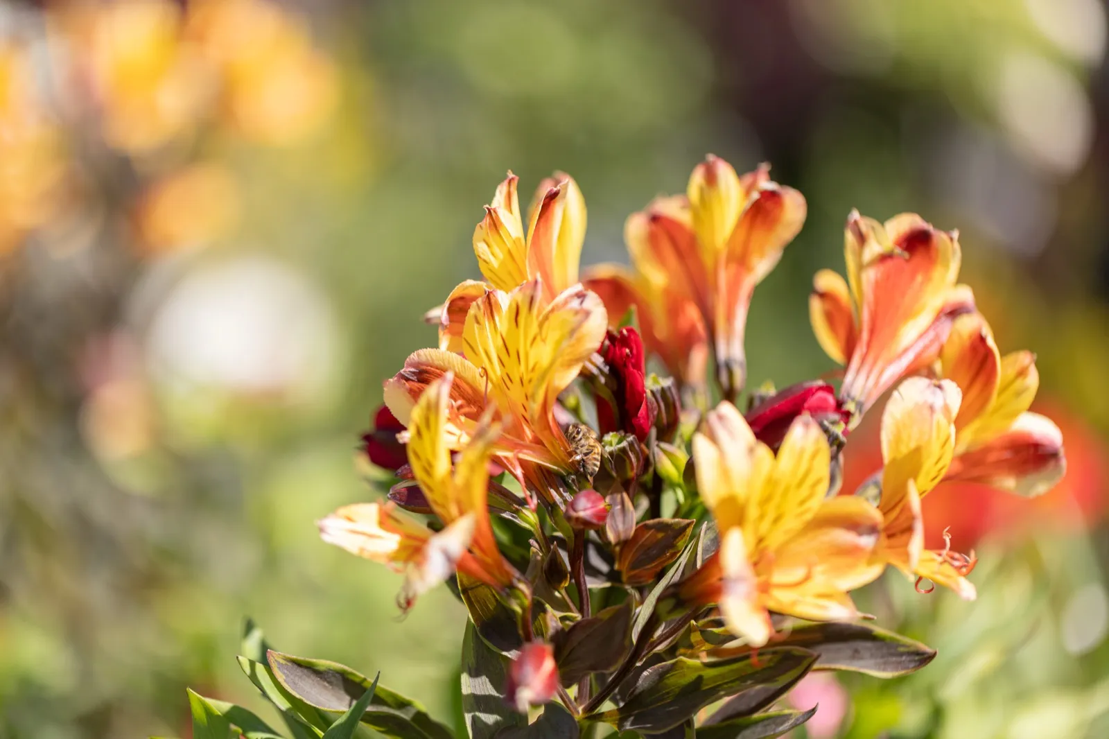 Des alstroemères en fleur