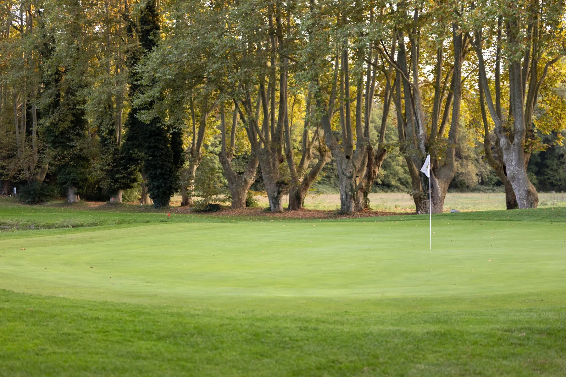Les arbres au bord du fairway