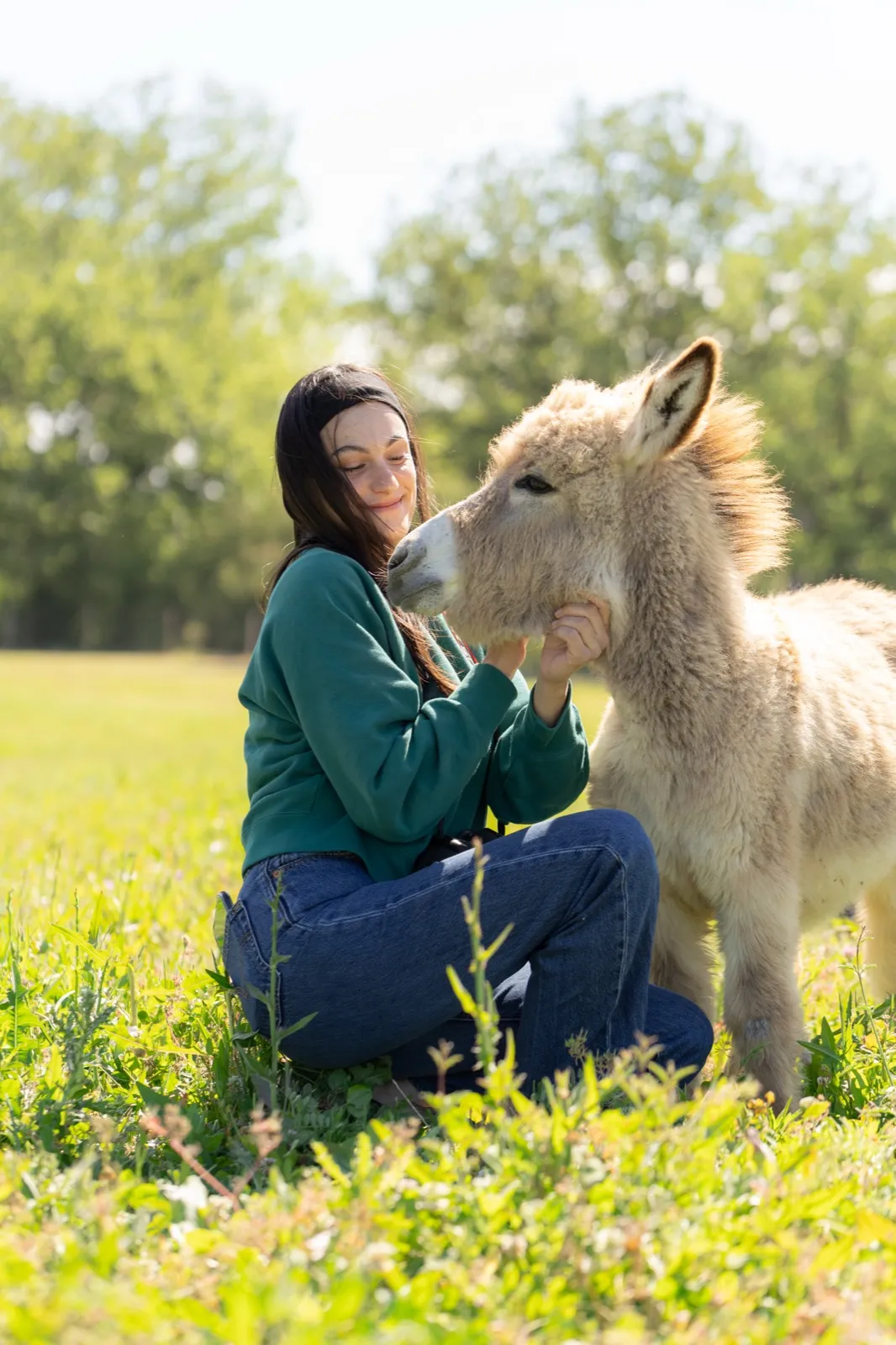 Une caresse à un poney blanc dans le pré