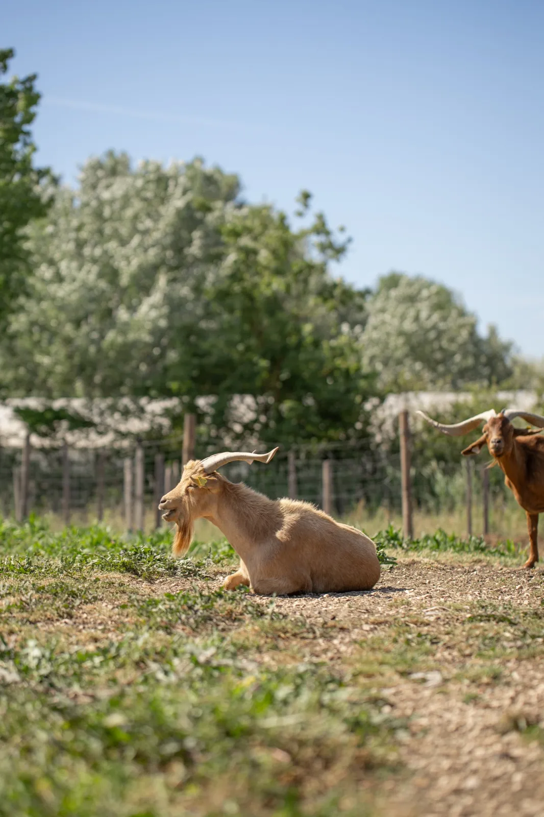 Une chèvre couchée dans l’herbe