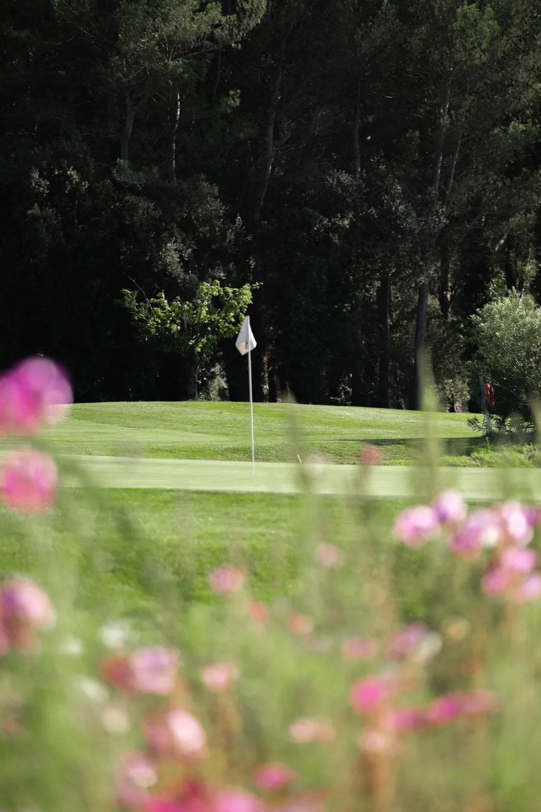 Des fleurs au bord du parcours