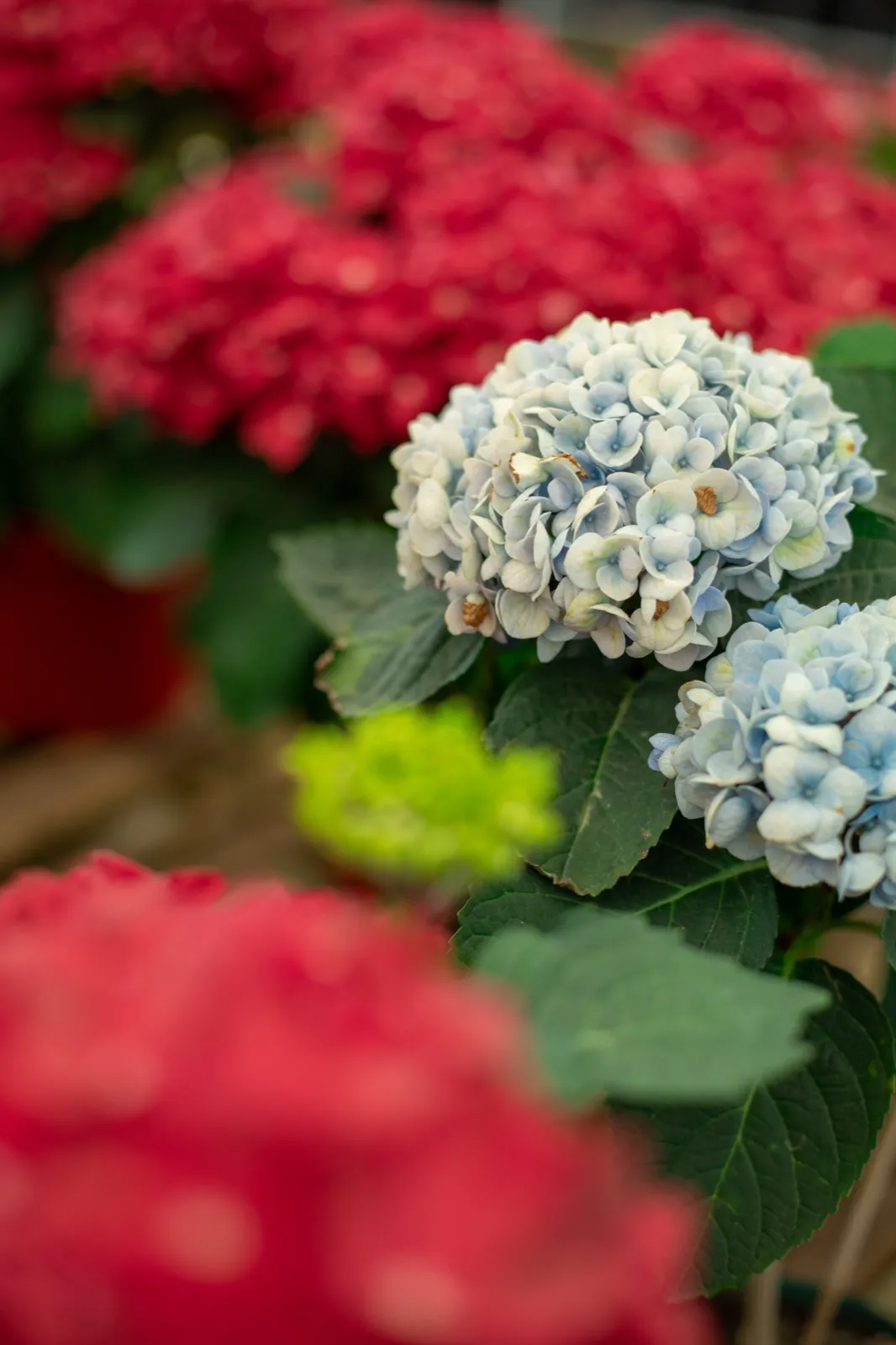 Des hortensias rouges et bleus