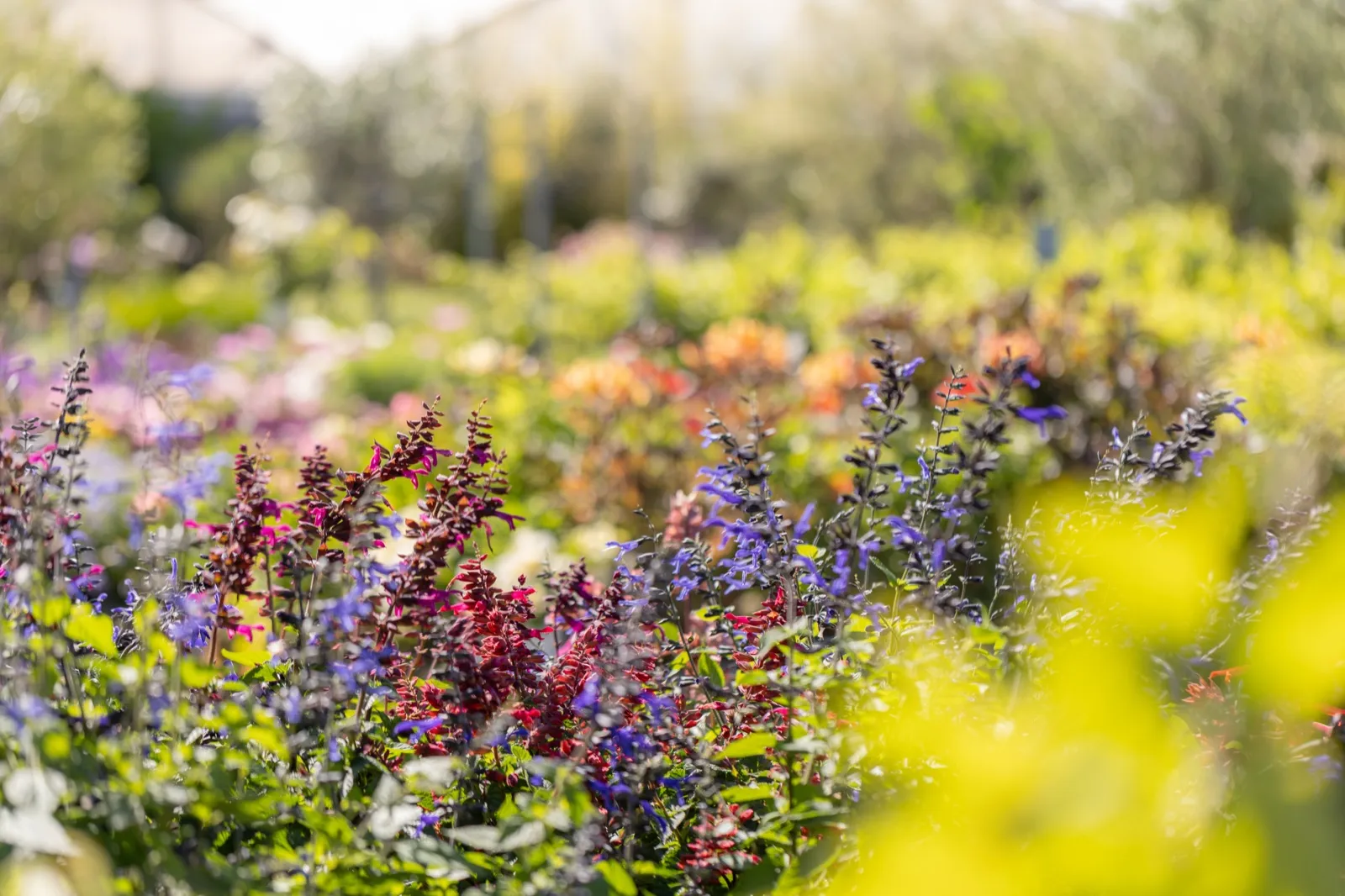Les massifs de fleurs de la pépinière
