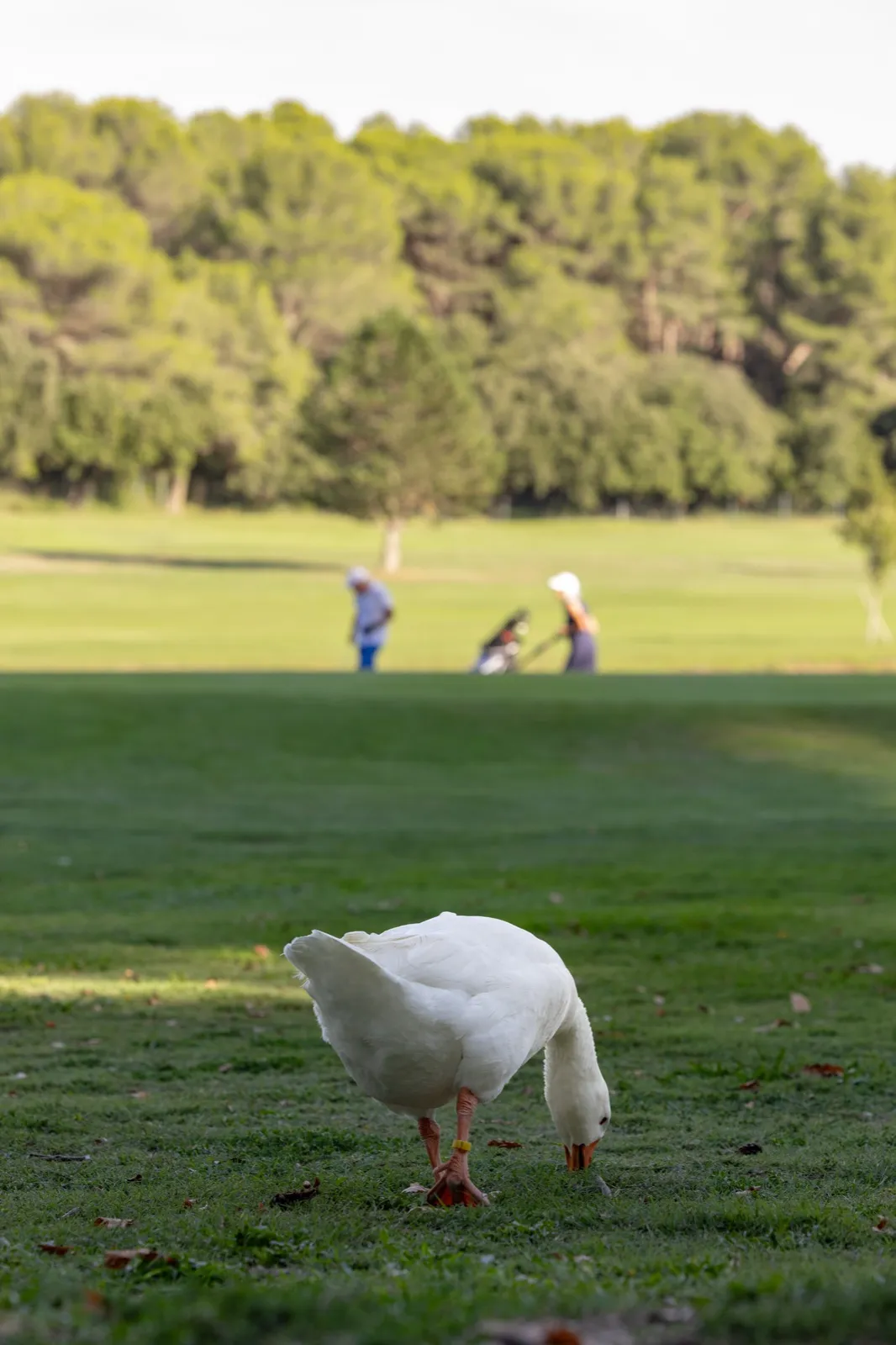 Une oie qui traverse le green