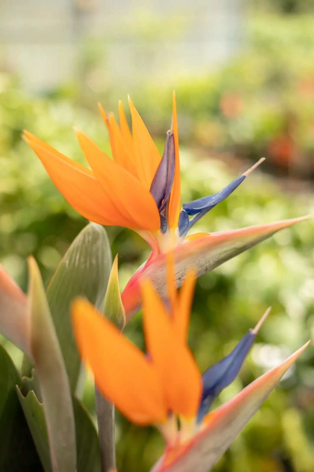 Des oiseaux de paradis en fleur