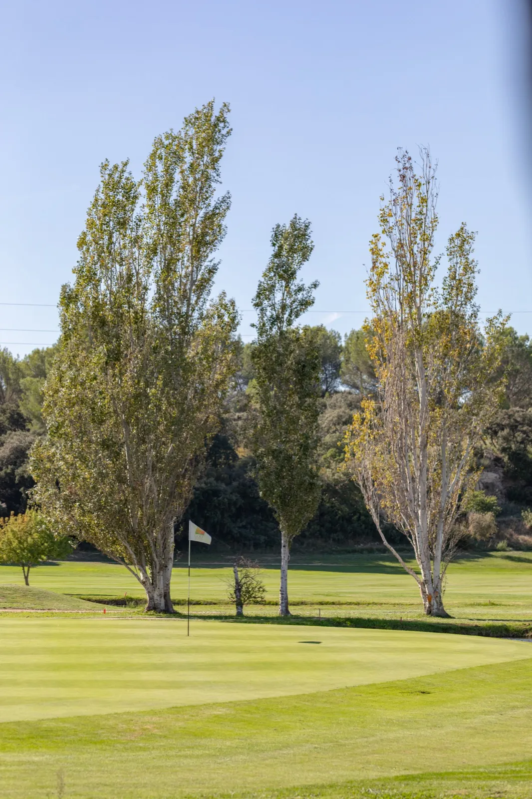 Les peupliers au bord du fairway