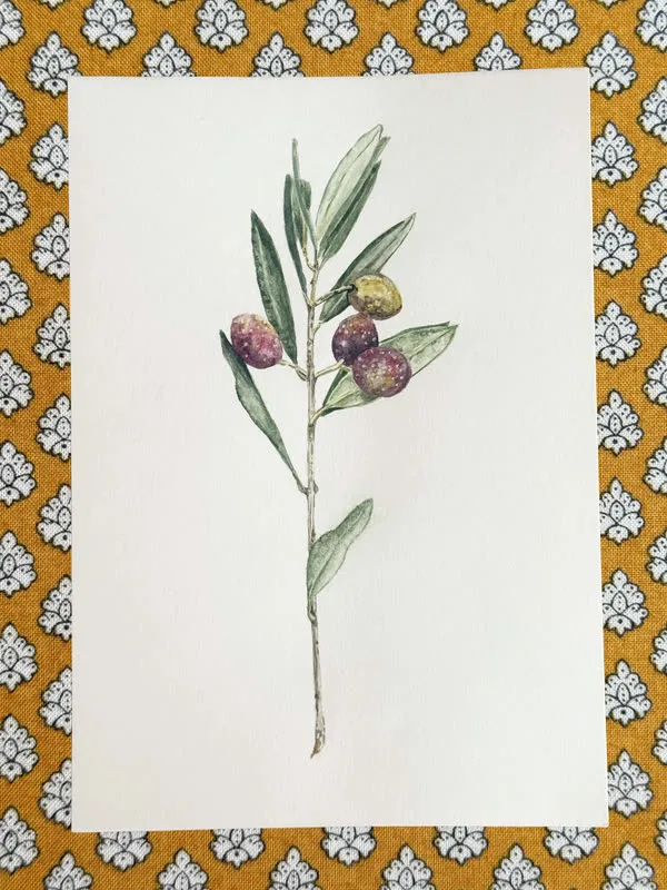 Une branche d’olivier à l’aquarelle