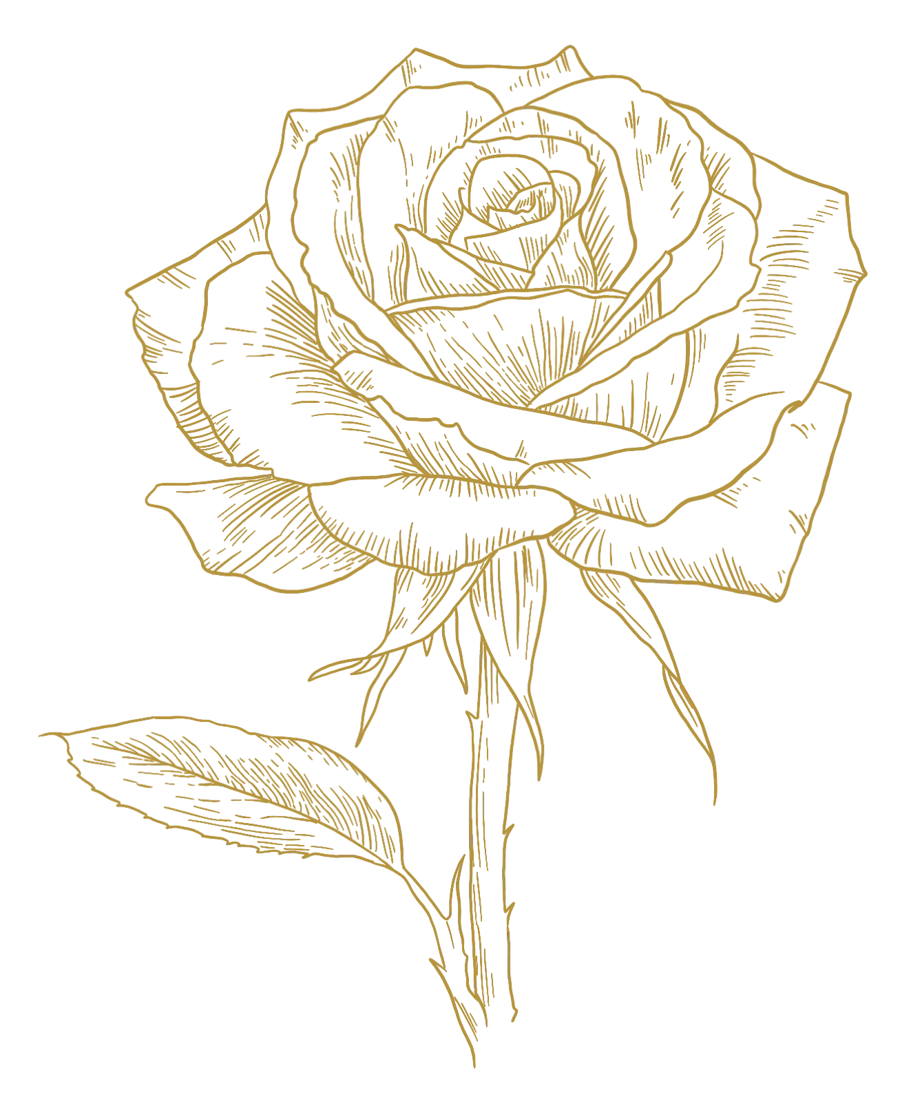 La rose dessinée en détail