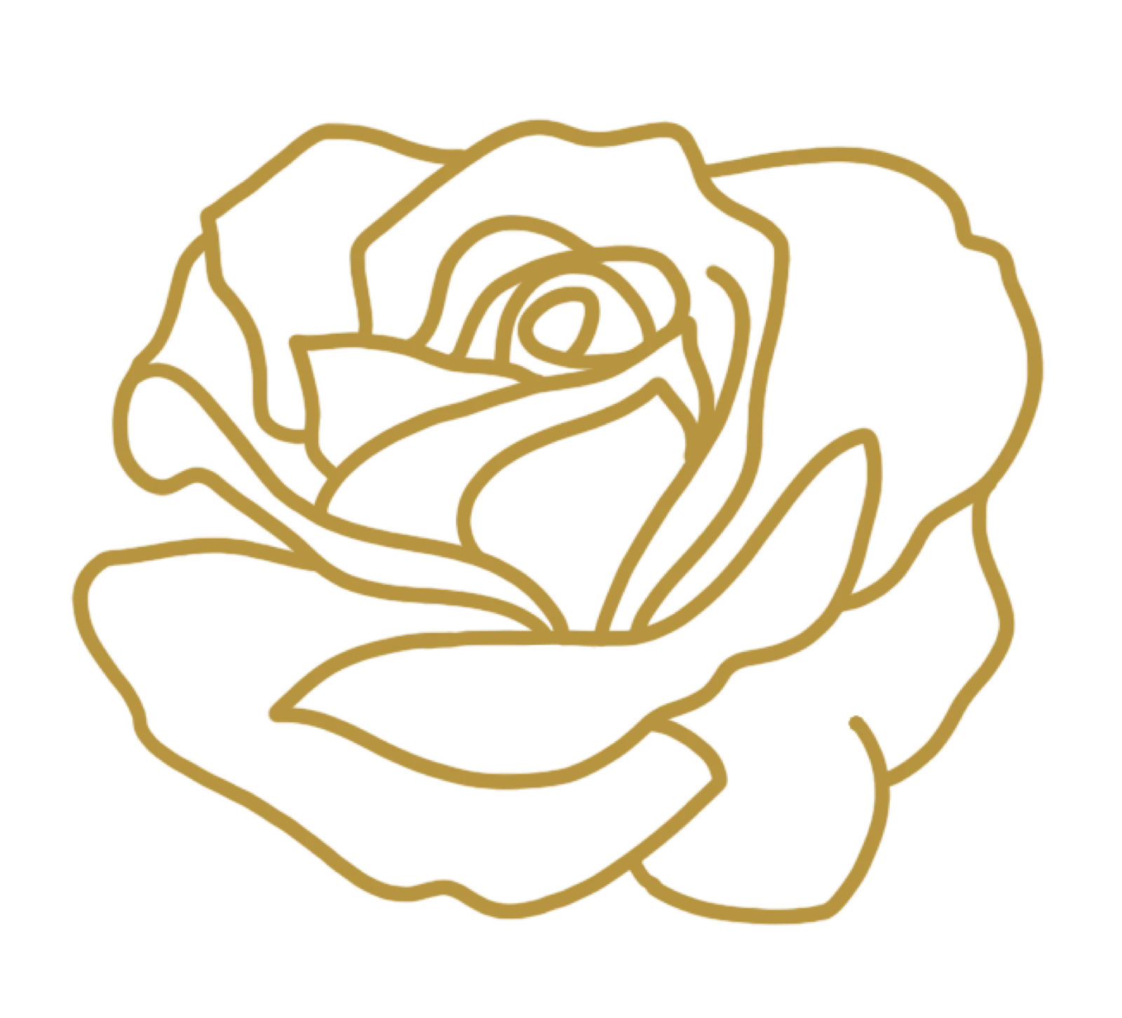 La rose de la Villa Gallici, dessinée au trait doré